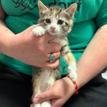 Domestic Short Hair Cats Available for Adoption in Trenton, New Jersey - Nellie | PetCurious