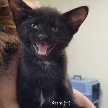 Domestic Medium Hair Cats Available for Adoption in Mazon, Illinois - Ozzie | PetCurious
