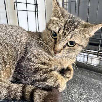 Domestic Short Hair Cats Available for Adoption - Mirabel | PetCurious