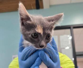 Bonnie -  Domestic Short Hair Cat for Adoption in Rowlett, Texas - Bonnie | PetCurious