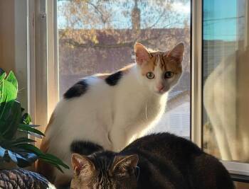 Rescue Domestic Short Hair Cats for Adoption in Winnipeg, Manitoba - Saffron | PetCurious