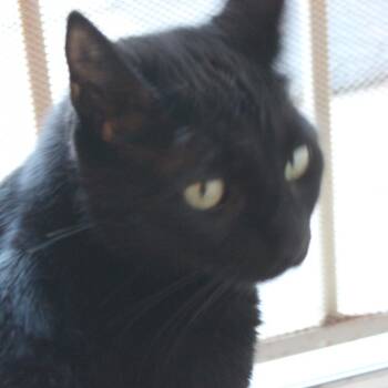 Tiara -  Domestic Short Hair Cat for Adoption in Los Angeles, California - Tiara | PetCurious