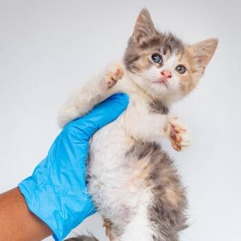 Mood Board 26 -  Domestic Short Hair Cat for Adoption in Hattiesburg, Mississippi - Mood Board 26 | PetCurious