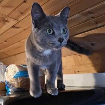 Domestic Short Hair Cats Available for Adoption - Clyde | PetCurious