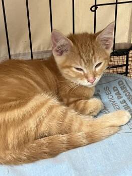 Ponzu -  Domestic Short Hair Cat for Adoption in Lunenburg, Massachusetts - Ponzu | PetCurious