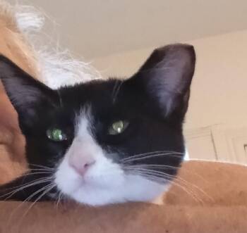 Rescue Domestic Short Hair Cats for Adoption in Woodland, California - Midge | PetCurious
