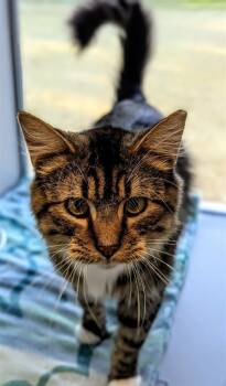 Rescue Domestic Medium Hair Cats for Adoption in Bloomington, Illinois - RUSSET | PetCurious