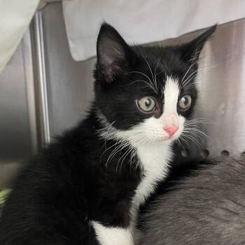 Cullen -  Domestic Short Hair Cat for Adoption in Lynchburg, Virginia - Cullen | PetCurious