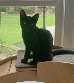 Rescue Domestic Short Hair Cats for Adoption in Washington, North Carolina - Blare | PetCurious