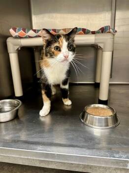 Rescue Domestic Short Hair Cats for Adoption in Frisco, Colorado - SABRINA | PetCurious