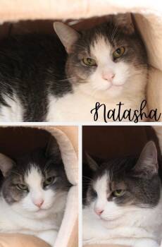 Natasha -  Domestic Short Hair Cat for Adoption in Pierceton, Indiana - Natasha | PetCurious