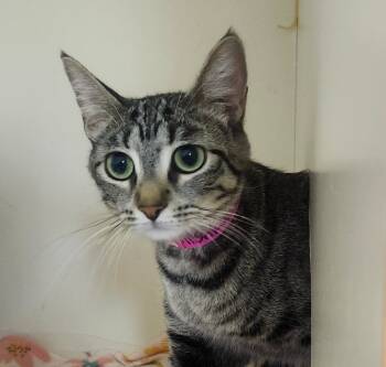 Rescue Domestic Short Hair Cats for Adoption in Little Rock, Arkansas - Mishka | PetCurious