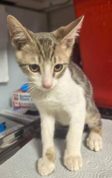 Luke Skywalker -  Domestic Short Hair Cat for Adoption in Fresno, California - Luke Skywalker | PetCurious