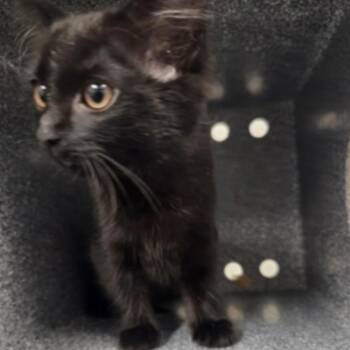 Mazikeen (FKA Janice) -  Domestic Long Hair Cat for Adoption in Midland, Texas - Mazikeen (FKA Janice) | PetCurious