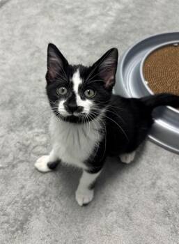 LOAF -  Domestic Short Hair Cat for Adoption in Geneva, Illinois - LOAF | PetCurious