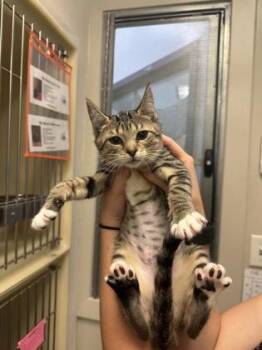 Microwave -  Domestic Short Hair Cat for Adoption in King William, Virginia - Microwave | PetCurious