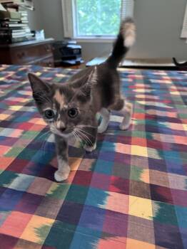 Cornrows -  Domestic Short Hair Cat for Adoption in Trenton, New Jersey - Cornrows | PetCurious