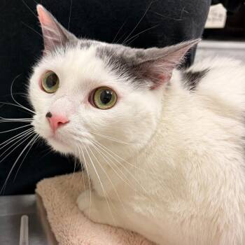Sam -  Domestic Short Hair Cat for Adoption in Murray, Utah - Sam | PetCurious