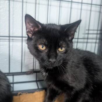 Domestic Short Hair Cats Available for Adoption in Jefferson City, Tennessee - Slate | PetCurious