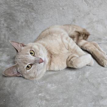 Rescue Domestic Short Hair Cats for Adoption in Waterloo, Iowa - Linus | PetCurious