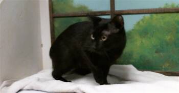 MIDNIGHT -  Domestic Short Hair Cat for Adoption in Houston, Texas - MIDNIGHT | PetCurious