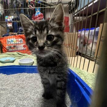 Lizard -  Domestic Short Hair Cat for Adoption in Fort Collins, Colorado - Lizard | PetCurious