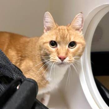 Persimmon -  Domestic Medium Hair and Domestic Short Hair Cat for Adoption in Woodinville, Washington - Persimmon | PetCurious