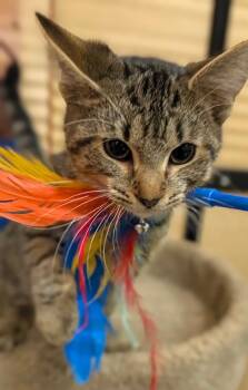 Indigo -  Tabby Cat for Adoption in Farmland, Indiana - Indigo | PetCurious