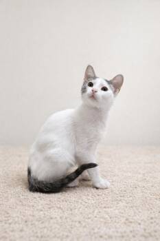 Domestic Short Hair Cats Available for Adoption - Ribeye | PetCurious