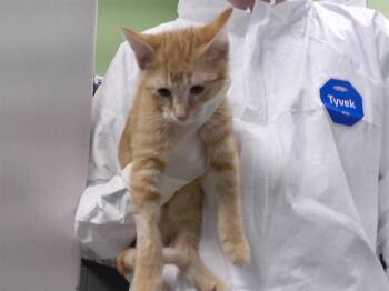 Rescue Domestic Short Hair Cats for Adoption in Omaha, Nebraska - HUBERT | PetCurious