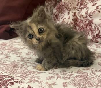 Sebring -  Tortoiseshell and Domestic Medium Hair Cat for Adoption in Buford, Georgia - Sebring | PetCurious