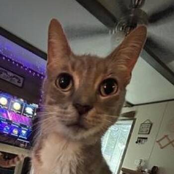Domestic Short Hair Cats Available for Adoption in Liverpool, Texas - Phineas Fern Aka Phin | PetCurious