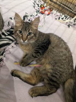 Meatloaf -  Domestic Short Hair Cat for Adoption in St. Cloud, Minnesota - Meatloaf | PetCurious