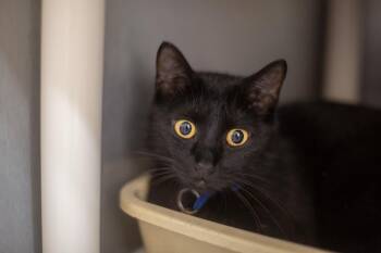 Mae Mae -  Domestic Short Hair Cat for Adoption in Mountain Home, Arkansas - Mae Mae | PetCurious