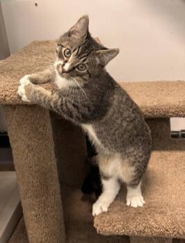 Rescue Domestic Short Hair Cats for Adoption in Anchorage, Alaska - Char-Char, Hercules, Lyra, Marie, Marcel | PetCurious
