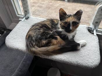Samantha (Sammy) -  Tortoiseshell Cat for Adoption in Kenhorst, Pennsylvania - Samantha (Sammy) | PetCurious