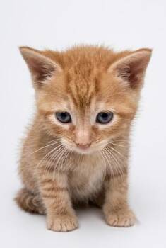 Dawson -  Domestic Short Hair and American Shorthair Cat for Adoption in Bedford, Indiana - Dawson | PetCurious