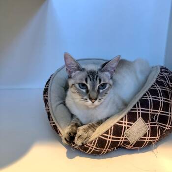 Skye -  Siamese Cat for Adoption in Lodi, California - Skye | PetCurious