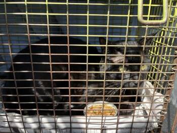 Domestic Short Hair Cats Available for Adoption - TOBY | PetCurious