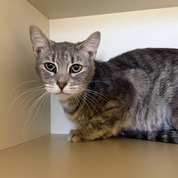 Apple Sauce -  Domestic Short Hair Cat for Adoption in Cody, Wyoming - Apple Sauce | PetCurious