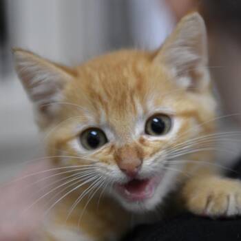 Lock -  Domestic Short Hair Cat for Adoption in Redwood City, California - Lock | PetCurious