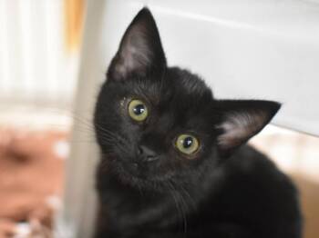 Rescue Domestic Short Hair Cats for Adoption in Portland, Oregon - Mikayla | PetCurious
