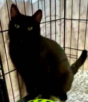 Liliana -  Domestic Short Hair Cat for Adoption in Centerville, Georgia - Liliana | PetCurious