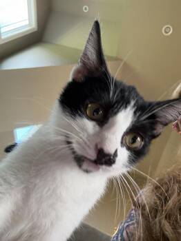 Daphny -  Domestic Short Hair Cat for Adoption in Chattanooga, Tennessee - Daphny | PetCurious