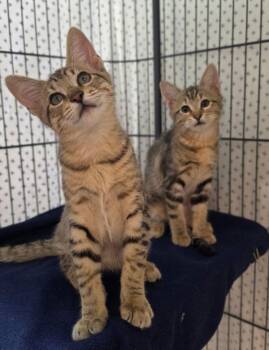 Georges -  Domestic Short Hair Cat for Adoption in Novato, California - Georges | PetCurious