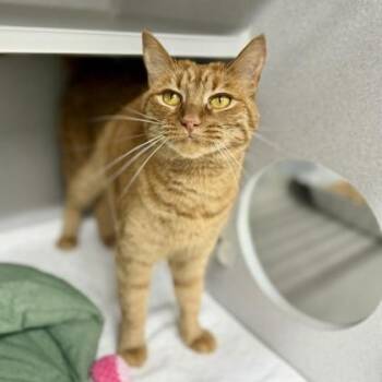 Guava -  Domestic Short Hair Cat for Adoption in Atlanta, Georgia - Guava | PetCurious