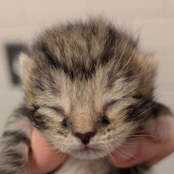 Catherine -  Domestic Short Hair Cat for Adoption in Pittsburgh, Pennsylvania - Catherine | PetCurious