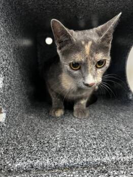 MOLLY -  Domestic Medium Hair Cat for Adoption in Dallas, Texas - MOLLY | PetCurious