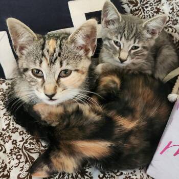 Iceberg -  Domestic Short Hair Cat for Adoption in Evanston, Illinois - Iceberg | PetCurious