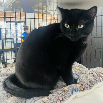 Domestic Short Hair Cats Available for Adoption in Fort Lauderdale, Florida - Tiamat | PetCurious